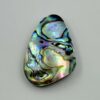 Abalone Shell