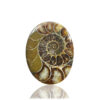 Ammonite Fossil Oval Gemstone Size 47x36x05MM KG9637