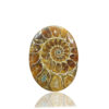 Ammonite Fossil Oval Gemstone Size 42x32x04MM KG9638