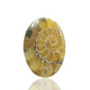 Ammonite Fossil Oval Gemstone Size 38x27x04MM KG9642
